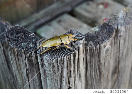 オオゴンオニクワガタ 86531564