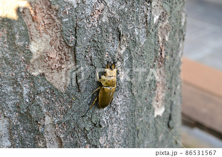 オオゴンオニクワガタ 86531567