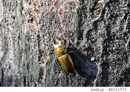 オオゴンオニクワガタ 86531572