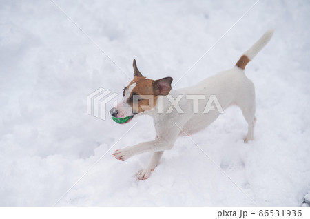 Jack Russell Terrier dog playing ball in the snow.  86531936