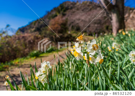 （静岡県）スイセン咲く、薩埵峠の遊歩道 86532120