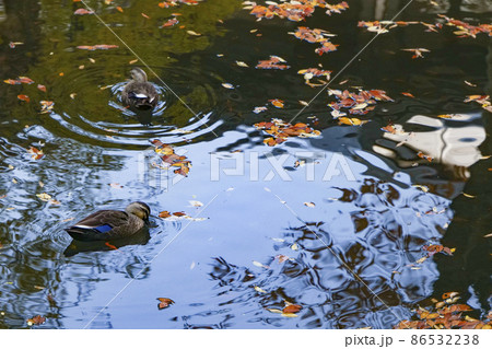 東北 岩手 紅葉 葉 秋 モミジ 岩手公園 86532238