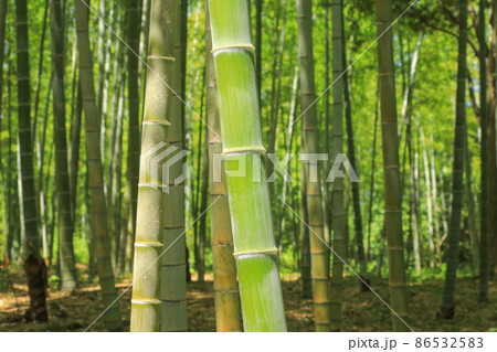 竹林 86532583
