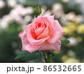 バラ 86532665