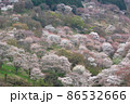 桜 86532666