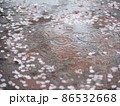 桜 86532668