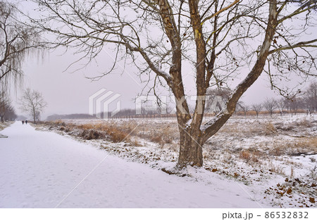 冬の木 季節 雪景色 86532832