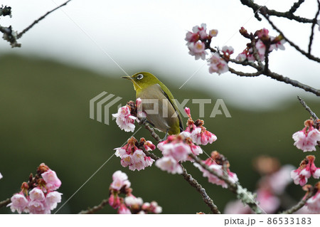 熱海桜とメジロ 熱海桜とメジロ 86533183