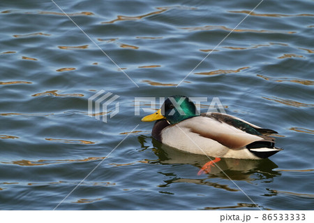 マガモ マガモ 86533333