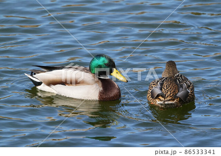 マガモ 86533341
