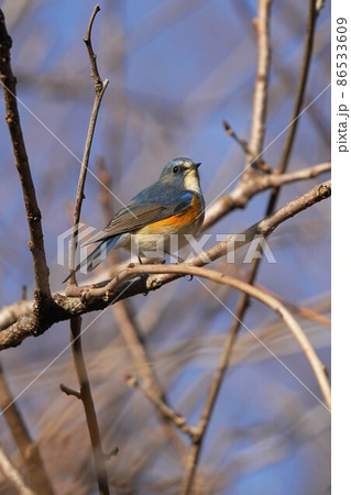 ルリビタキ ルリビタキ 86533609