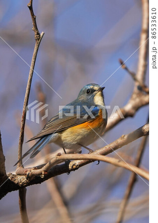 ルリビタキ ルリビタキ 86533610