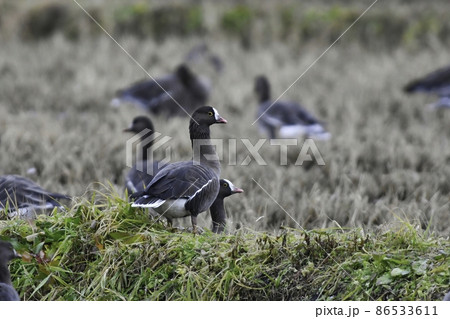 冬に群れで水辺で見られる渡り鳥、天然記念物の水鳥マガン 86533611
