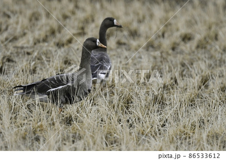 冬に群れで水辺で見られる渡り鳥、天然記念物の水鳥マガン 冬に群れで水辺で見られる渡り鳥、天然記念物の水鳥マガン 86533612