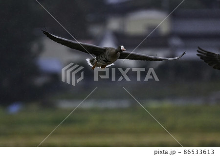 冬に群れで水辺で見られる渡り鳥、天然記念物の水鳥マガン 冬に群れで水辺で見られる渡り鳥、天然記念物の水鳥マガン 86533613