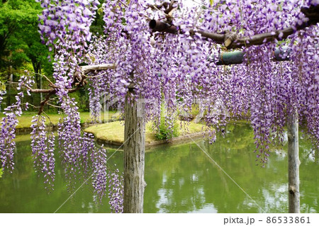 美しい藤の花と池 美しい藤の花と池 86533861