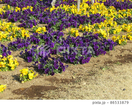 可愛い黄色と紫色の花はビオラの花 可愛い黄色と紫色の花はビオラの花 86533879
