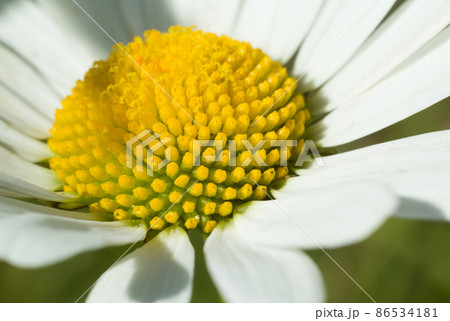 Daisy closeup - white wild flower. Daisy closeup - white wild flower. 86534181