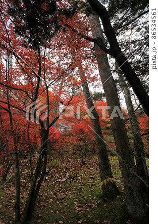軽井沢　雲場池の紅葉 86534561