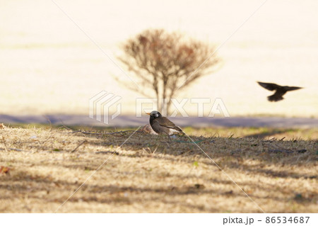 波志江沼環境ふれあい公園　鳩とツグミ 86534687