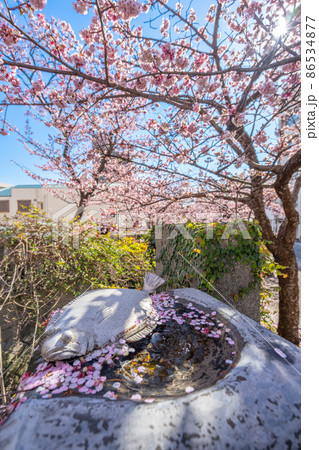 熱海桜 熱海桜 86534877