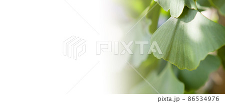 Outdoor ginkgo biloba leaves, copy speace - BANNER. Outdoor ginkgo biloba leaves, copy speace - BANNER. 86534976