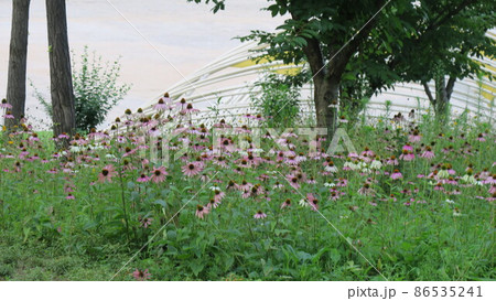 上岩洞 ソウル 公園 86535241