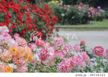 華やかなバラの花壇 大町自然観察園のバラ園 千葉県市川市 華やかなバラの花壇 大町自然観察園のバラ園 千葉県市川市 86536163