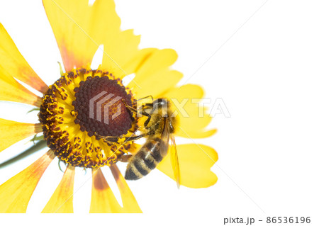 A honey bee collecting pollen on a yellow flower, isolated on a white background. A honey bee collecting pollen on a yellow flower, isolated on a white background. 86536196
