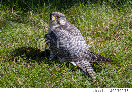 The peregrine falcon (Falco peregrinus) in a green grass The peregrine falcon (Falco peregrinus) in a green grass 86536553