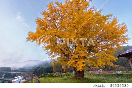 湯口内神社の大イチョウ 秋田県北秋田市 湯口内神社の大イチョウ 秋田県北秋田市 86536580