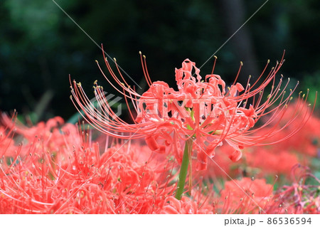 ヒガンバナ　曼珠沙華 86536594