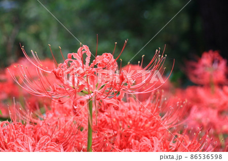 ヒガンバナ　曼珠沙華 86536598