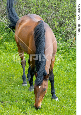 Thoroughbred horse grazes on a green field. 86536645