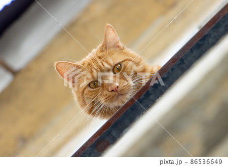 A ginger cat sits at open window and looks to the camera. A ginger cat sits at open window and looks to the camera. 86536649