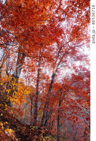 森吉山 立又渓谷の紅葉 秋田県北秋田市 森吉山 立又渓谷の紅葉 秋田県北秋田市 86536716