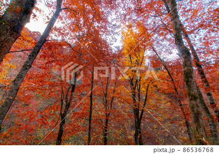 森吉山 立又渓谷の紅葉 秋田県北秋田市 森吉山 立又渓谷の紅葉 秋田県北秋田市 86536768