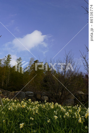スイセンの咲く風景 スイセンの咲く風景 86536774