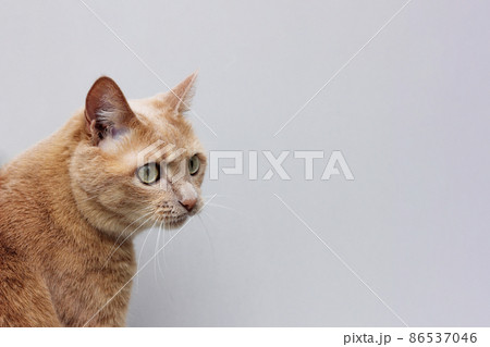 A red cat on a grey background, 86537046