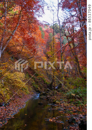 紅葉の森吉山　立又渓谷の秋　秋田県北秋田市 86537049