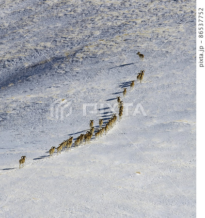 Wild mountain sheep or argali are walking in chain along snow-covered mountain slope. Wild mountain sheep or argali are walking in chain along snow-covered mountain slope. 86537752