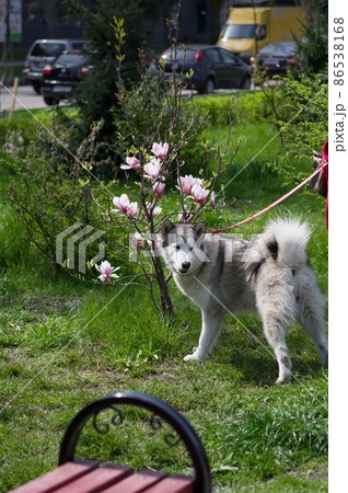 A dog sniffs flowers in the park. Dog near flowers. The dog near the magnolia. Husky on a leash. A dog sniffs flowers in the park. Dog near flowers. The dog near the magnolia. Husky on a leash. 86538168