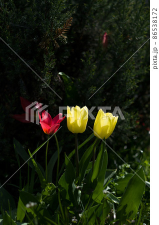 Blooming yellow and red tulips in the park. Tulips in the park. Three flowers in the sun. 86538172