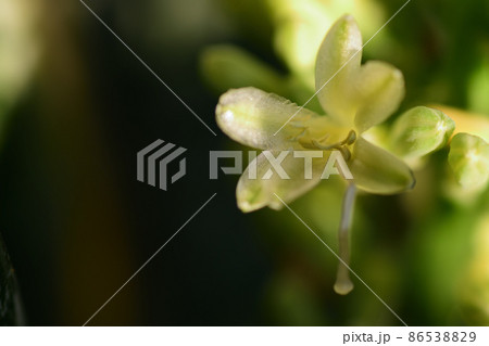サンセベリアの花 86538829