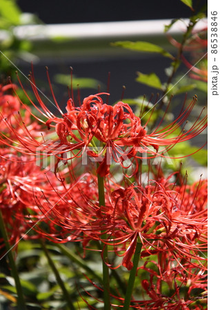 赤い曼珠沙華(彼岸花) 撮影場所:神奈川県大和市 赤い曼珠沙華(彼岸花) 撮影場所:神奈川県大和市 86538846