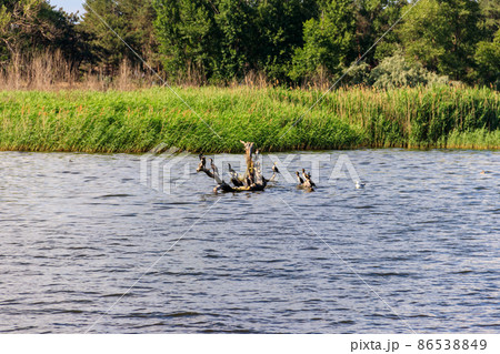 Flock of birds sitting on a snag in a river Flock of birds sitting on a snag in a river 86538849