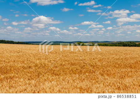 Field of ripe golden wheat Field of ripe golden wheat 86538851