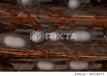 Silkworm cocoons (Bombys mori) on wooden frame, production of silk thread. Silkworm cocoons (Bombys mori) on wooden frame, production of silk thread. 86538973