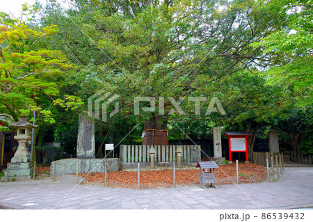 熊野速玉大社・熊野権現の象徴と云われる境内に立つ樹齢千年のナギ(梛)の大樹・熊野三山・和歌山(2) 86539432