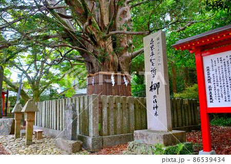 熊野速玉大社・熊野権現の象徴と云われる境内に立つ樹齢千年のナギ(梛)の大樹・熊野三山・和歌山(4) 86539434